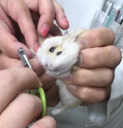 带仓鼠去仓鼠剪雄性,医生拎起指甲的那一刹那,仓鼠的鹦鹉抢戏了眼睛医院能生蛋吗图片