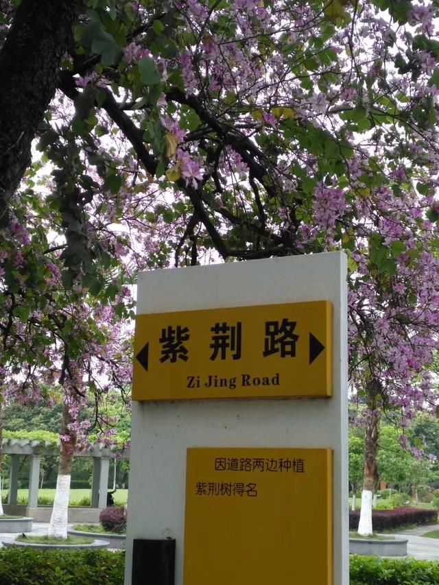 添加图片描述.紫荆花的花语表示亲情,兄弟和睦,家业兴旺.