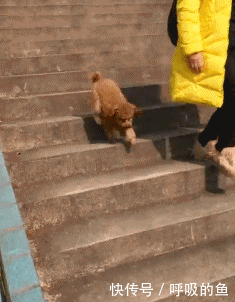 搞笑gif:桌子:小姐姐请挪开我承受不了了