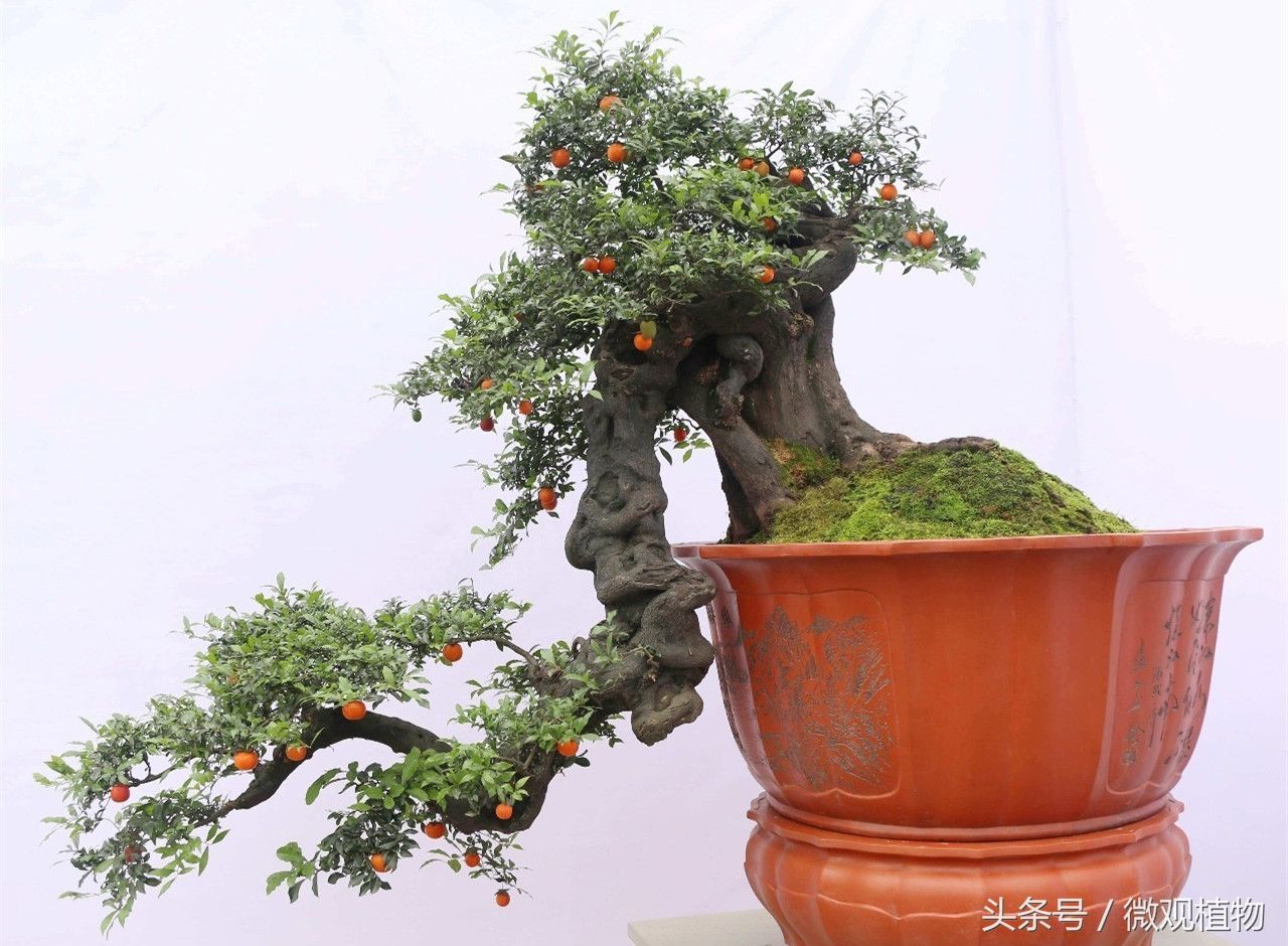 "川派盆景"金弹子可观花观果观树型,从小苗到上盆成景