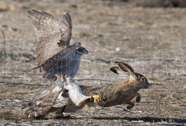 在野外怎样才能抓到野兔 野外野兔