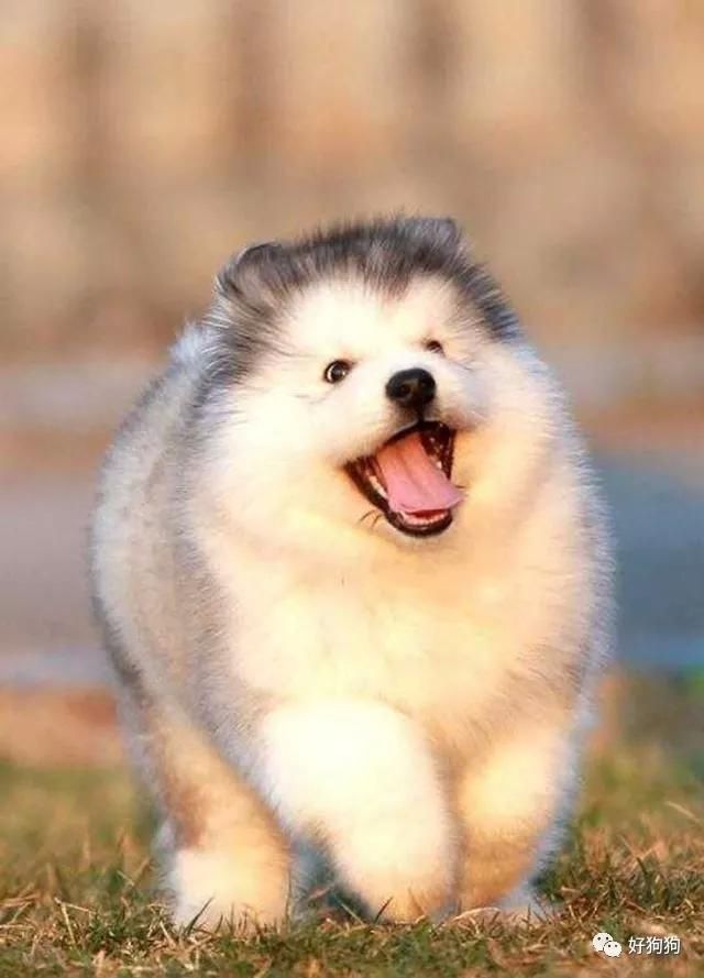 壁纸 动物 狗 狗狗 灵长目 640_889 竖版 竖屏 手机