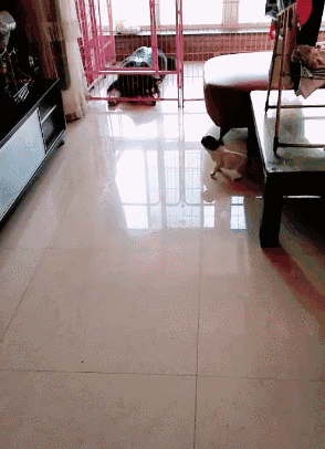 搞笑gif:第二天听说搬水泥的大爷昨儿交了个女朋友!