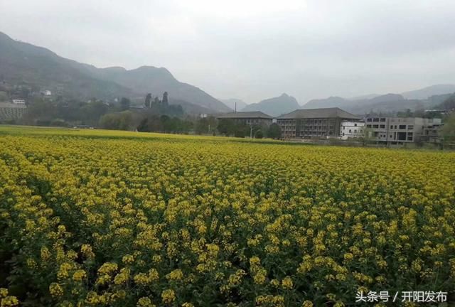 开阳禾丰乡:又到一年赏花季 莫负春光正当时