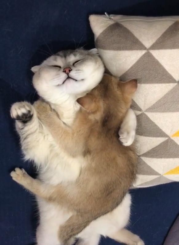 大猫咪抱小猫睡觉,这姿势简直不要太有爱!男友力爆满