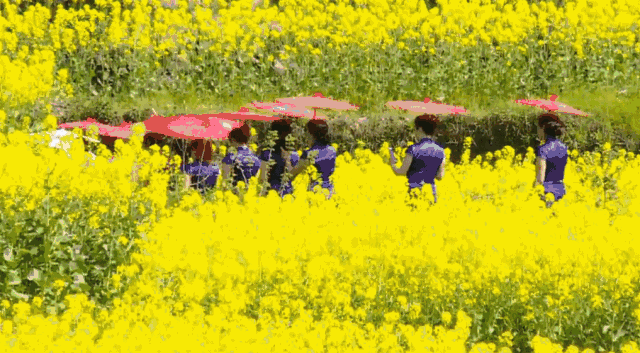 壁纸 成片种植 风景 植物 种植基地 桌面 640_353 gif 动态图 动图