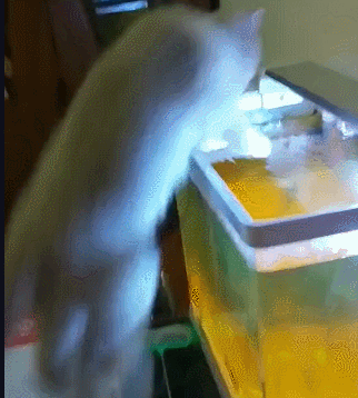 喵星人和金鱼恋爱,猫咪跳进鱼缸问金鱼:你感动吗?金鱼