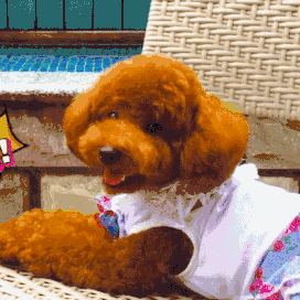 狗子的诱惑?女子用母泰迪