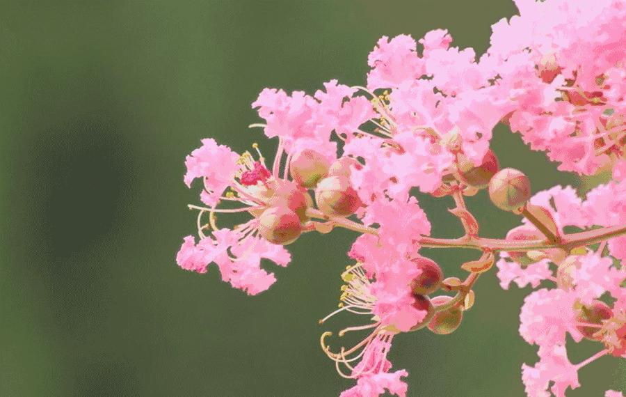 壁纸 花 桌面 900_570 gif 动态图 动图