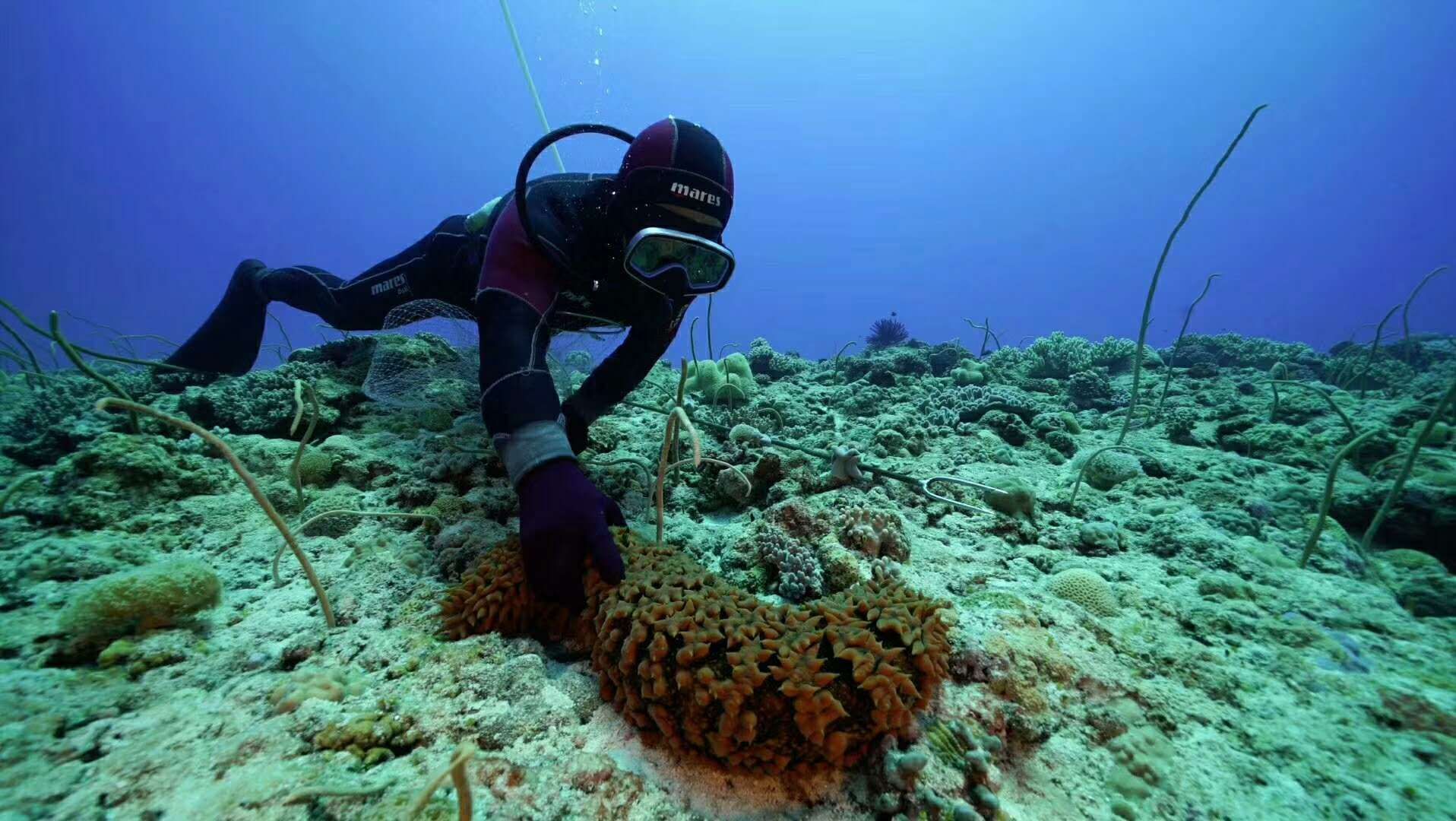 西沙群岛的巨型海参