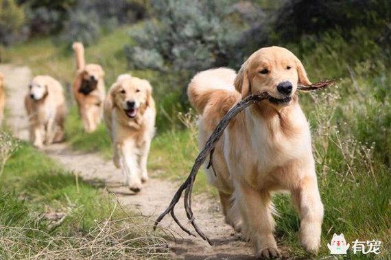 我家金毛狗这两天吃了不少鸡爪子和鸡翅膀,咳