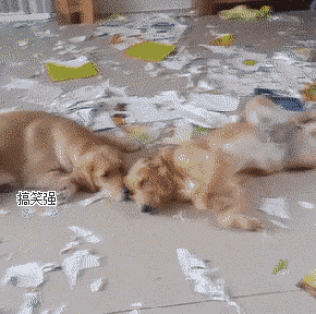 08你们为何这么嚣张,一点都没有认错的态度,不知道狗肉很好吃吗