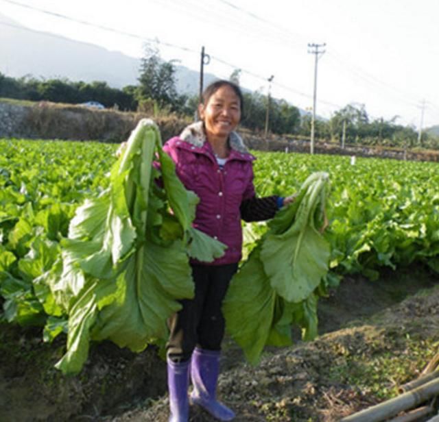 南方农村的这种"青菜"一棵一米高,老人常说多吃能发财