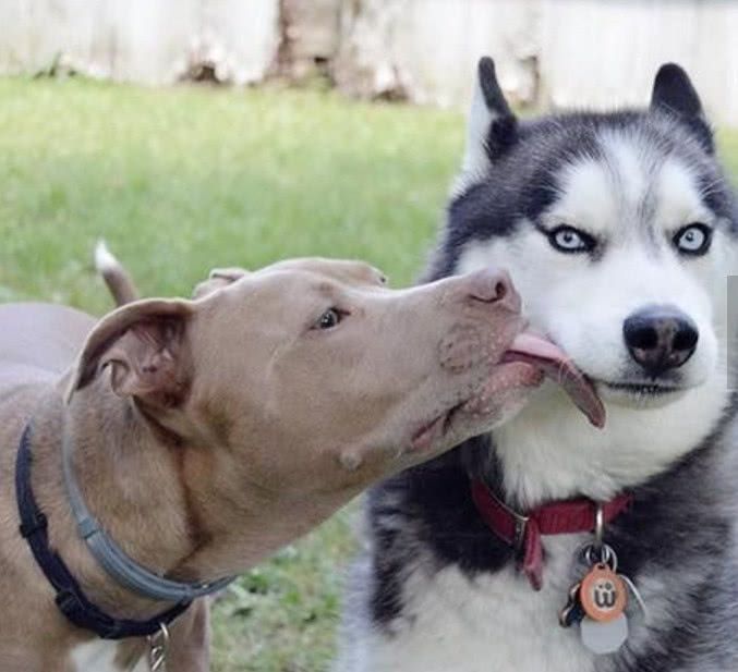 哈士奇遇上比特犬表情的吻,想逃又怕被咬,深情师三情傅表包剑图片