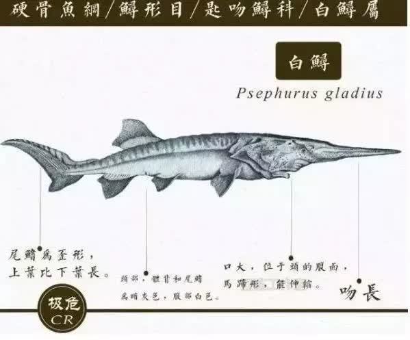 长江白鲟宣告灭绝 扬州仅存一条标本