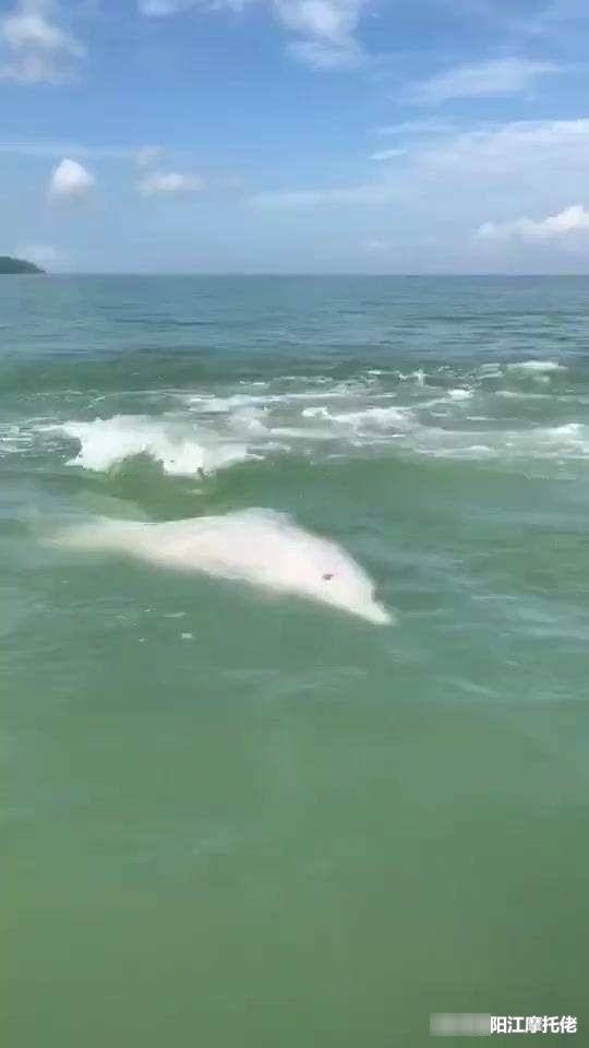 广东阳江海陵岛海域现白海豚 游水的声音都听得非常清楚!