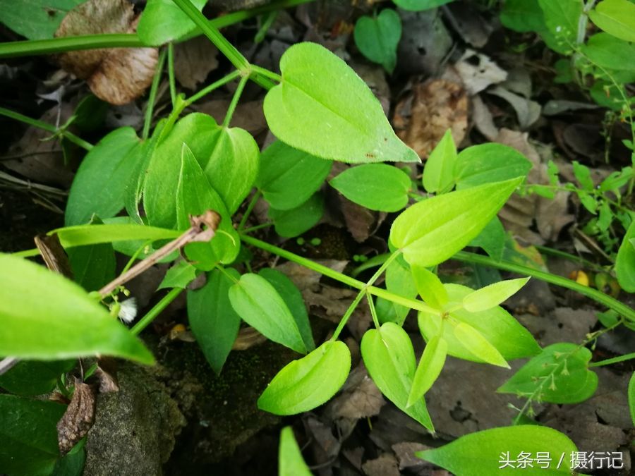 生于山坡,路旁,溪边,山谷荫湿处,村落丛林边,林缘灌木丛中.