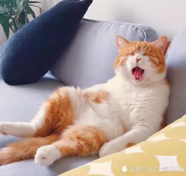 橘猫为了讨吃的,连秀表情三大仪表盘搞笑图恶搞仍遭惨拒,最后图片