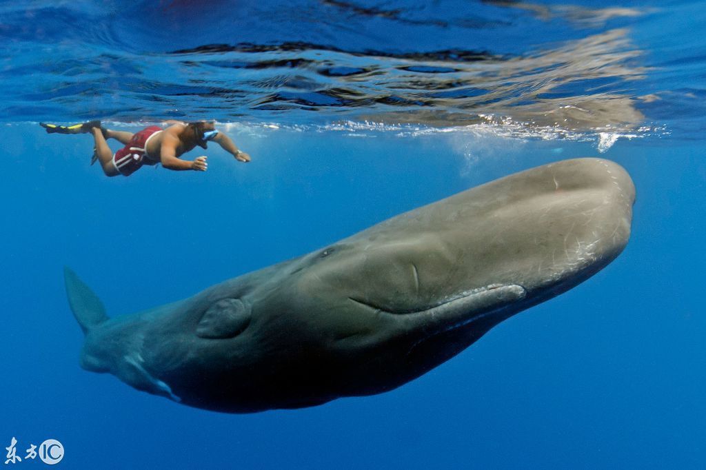 去旅游,在清澈透明的海洋偶遇抹香鲸,迎来一场人与鲸鱼的互动