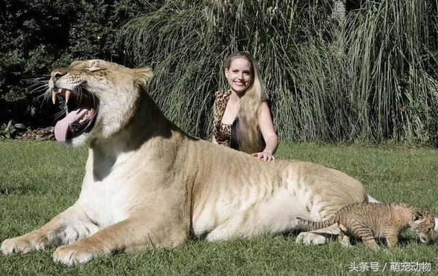 世界上最大的老虎完了狮虎兽,比动物猫科更a世界?大熊猫喝盆盆奶喝狮子图片