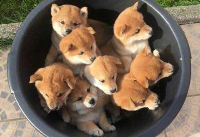(金毛幼犬) 柴犬尴尬期在3~9个月,在这期间内,小柴柴的变换比较大,狗