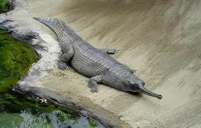 鳄鱼的排名_鳄鱼卡通图片(2)