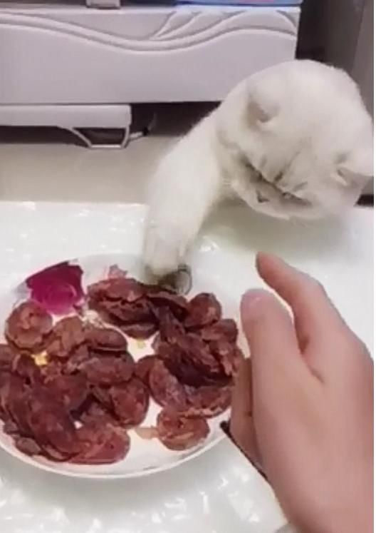 主人当表情图片在表情包大全群人在面偷吃肉,刚要得1手时却被截胡,猫咪图片