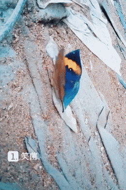 壁纸 动物 鸟 鸟类 雀 260_393 竖版 竖屏 手机 gif 动态图 动图