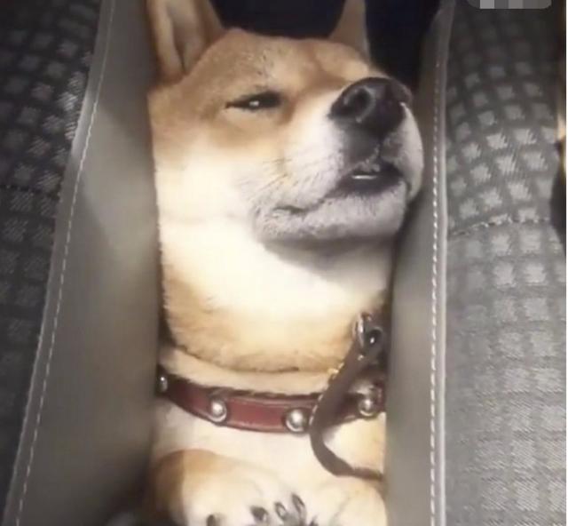 主人开车带着柴犬回去过年,柴狗脸都被挤变形了,满脸生无可恋!