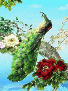 240_320 竖版 竖屏 gif 动态图 动图