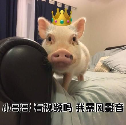 小猪猪网恋:小哥哥表情我萝莉音哧溜表情包哧溜熊猫图片