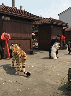 搞笑gif:动作一气呵成,落地成骨灰盒