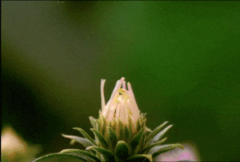 壁纸 花 桌面 480_324 gif 动态图 动图