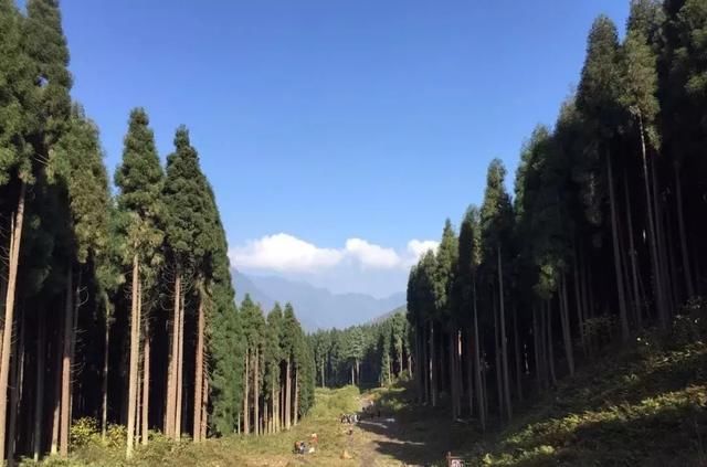 崇州竟然藏着超多耍法超多氧气 速来了解一下 鸡冠山森林公园