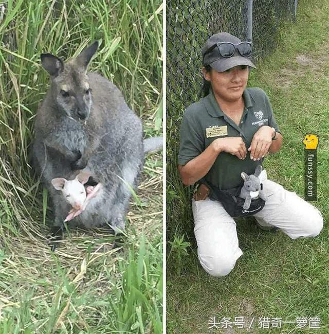 16张证明动物管理员会变得越来越像动物的照片!