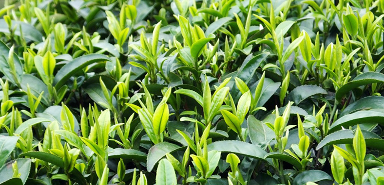 毛尖茶树是双子叶植物,灌木,叶互生,单叶,革质,是我国著名的内销绿茶