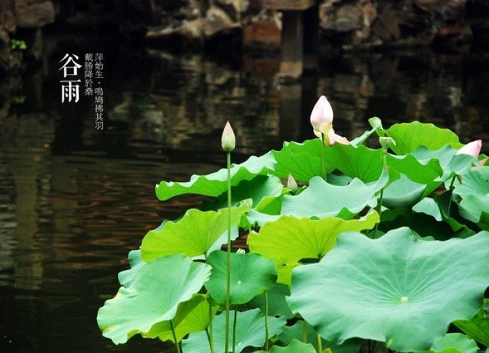 描写谷雨节气的诗词 关于谷雨的诗词有哪些