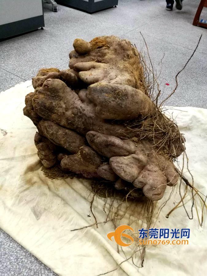 东莞这所学校匿藏着一个"薯大王,竟然有130斤重!