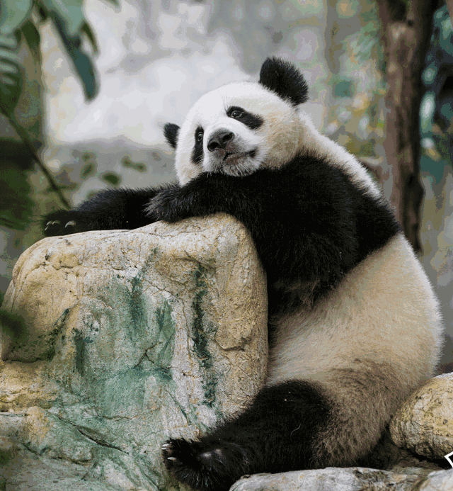 壁纸 大熊猫 动物 640_693 gif 动态图 动图