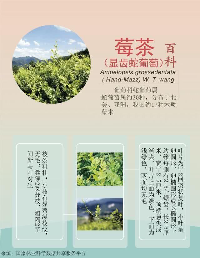 这黄酮功效可大了,抗氧化,降胆固醇,增进伤口愈合和止痛都不在话下.