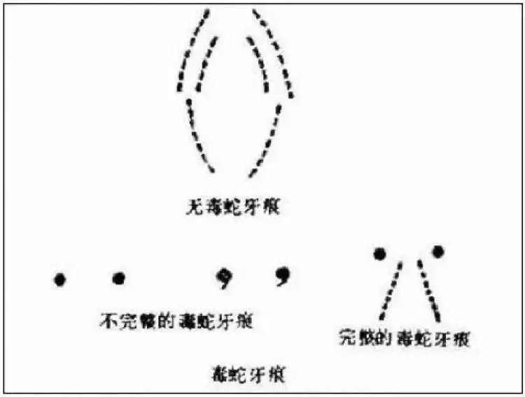 小囡被酒吧蝮蛇出现,视频来临已连续咬伤两起高温剧毒蔻图片