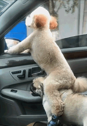 内涵段子:美女,我把杆子给你送上去吧?