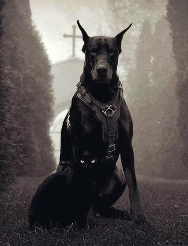 杜高犬和卡斯罗 猛犬型男,肌肉发达,力量强大,有些,个性比较独立