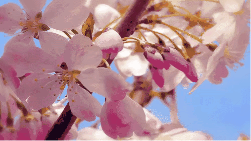 醉美天中工粉们,看樱花不必去武大,驻马店这个地方的樱花就很美!