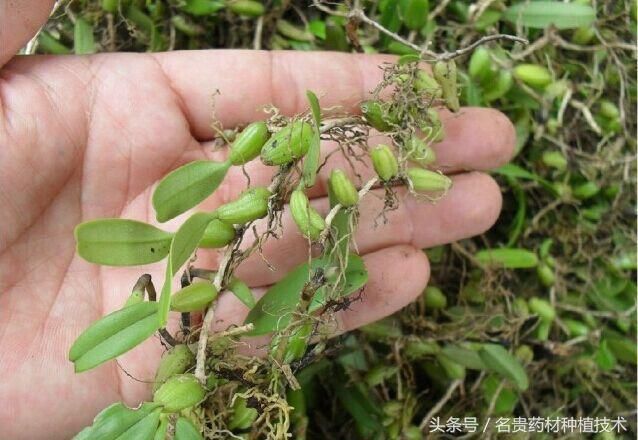 大山里藏的这些"珍稀药材",你认识几种,遇到了挖回家可以卖钱