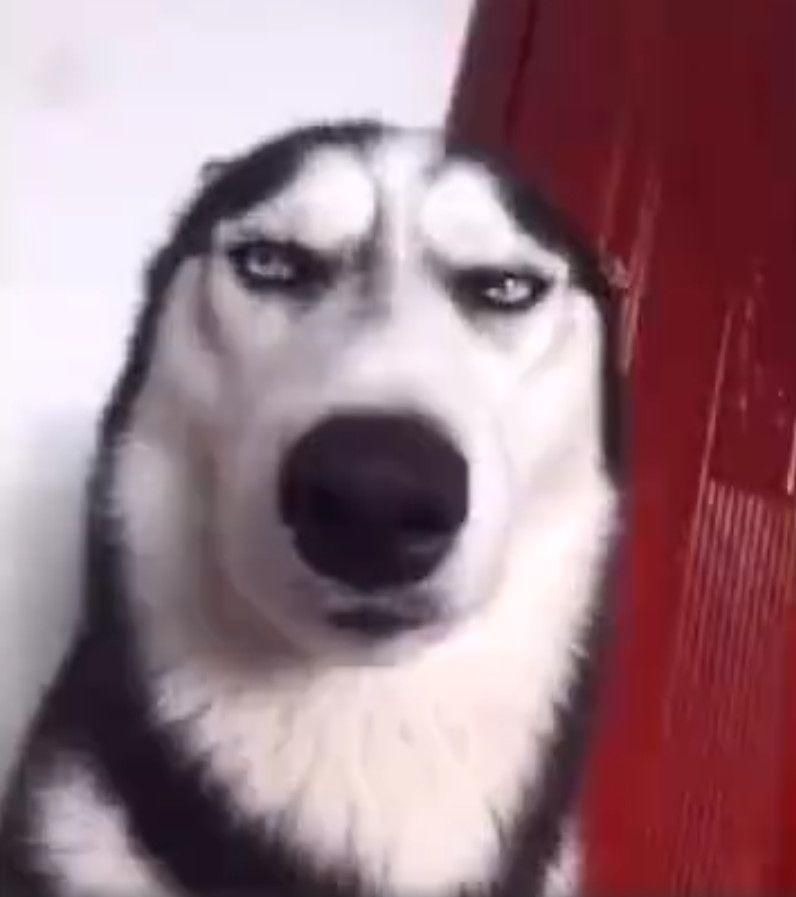 哈士奇是真的会拆家?还是瞎说的?