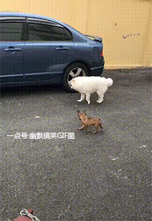 爆笑gif:媳妇一个眼神,我就双膝跪地了!