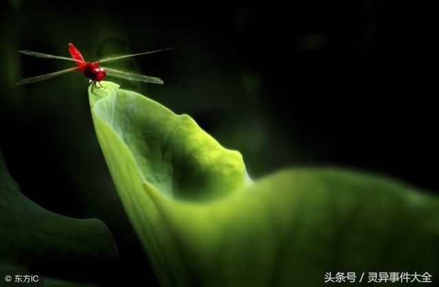 最近每天晚上做梦老是梦见死去的人，该如何应对与解读？