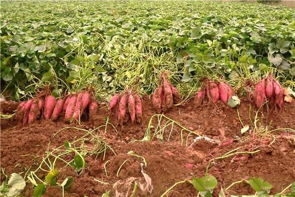 红薯怎么种植产量高?红薯高产管理的几个关键点