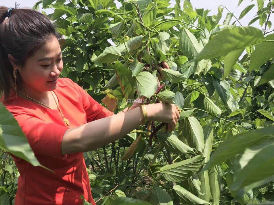 茂密的桑叶在阳光的照射下碧绿可爱,肥硕油亮的桑葚在树叶间探头探脑